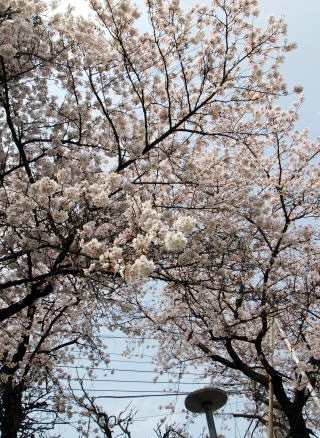 九浦の家周辺の桜
